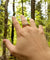 BAGUE EN BOIS Flèche de Cupidon rose Passion - Bois Eden